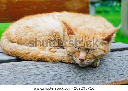 Outdoor chair a sleep lazy cat