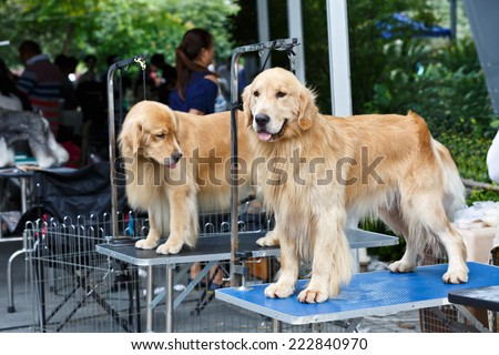 yellow golden retriever in the pet market