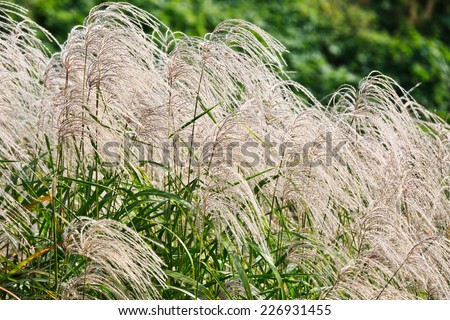 autumn reeds in hangzhou wetland park