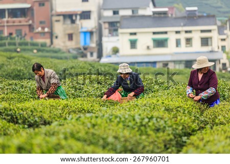 Hangzhou, China - on April 4, 2015: Women picking fresh tea in the tea garden, west lake longjing tea, one of China top ten famous tea.