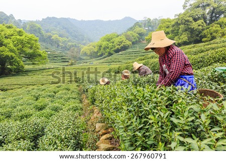 Hangzhou, China - on April 4, 2015: Women picking fresh tea in the tea garden, west lake longjing tea, one of China top ten famous tea.