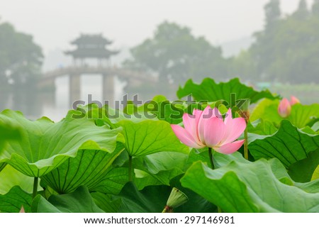 China hangzhou west lake Lotus in full bloom in a misty morning