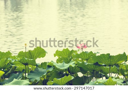 summer,China Hangzhou west lake lotus flowers blooming