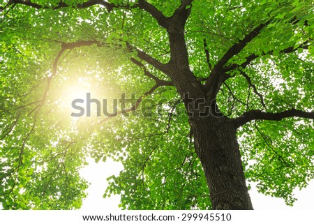 green nature  forest sunlight backgrounds