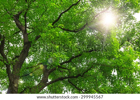 green forest trees backgrounds