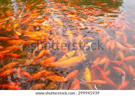 red Carp fish in the pond