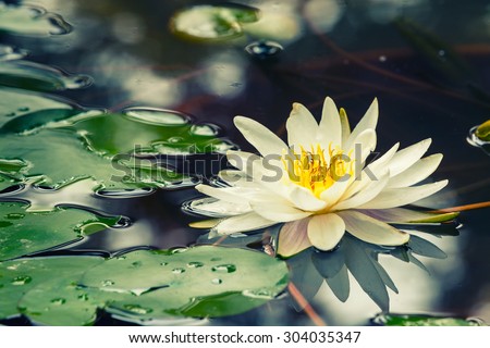 Beautiful  waterlily or lotus flower blooming in the pond