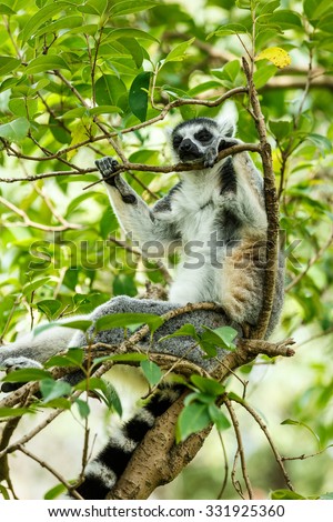 Ring-tailed lemur sleeping in the tree