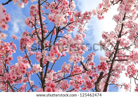 Yoshino cherry Blossoms