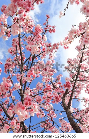 yoshino cherry Blossoms