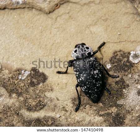 masking black beetle on a stone by the finger