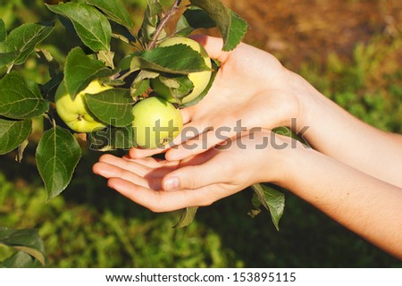 Green apples are hanging on a branch
