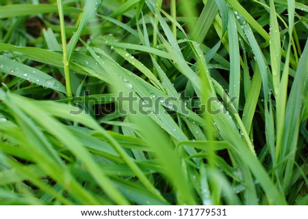 Green grass with drops of dew