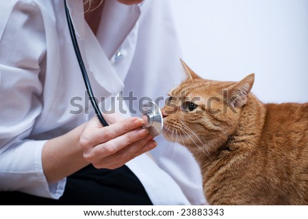 vet and cat