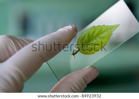 scientist observed green leaf in laboratory glass