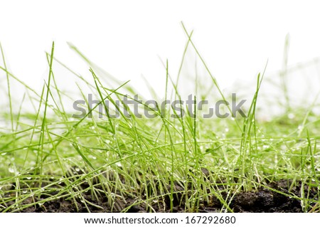 Green Grass with Fertile Soil and Drops Dew / isolated on white