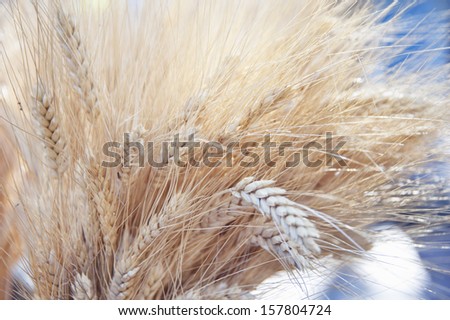 Mature wheat in the farmer market, Copley Square, Boston