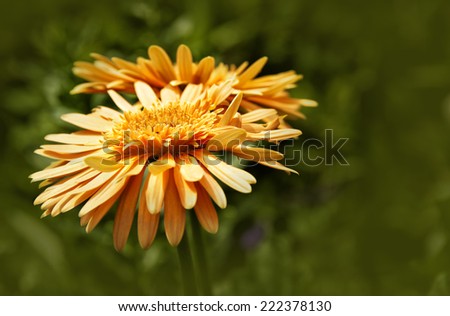 Orange flowers in the sun