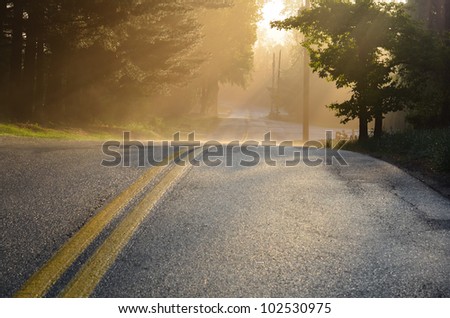 Forest road in early foggy morning with visible sun rays