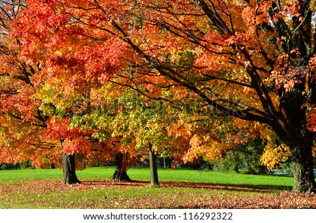 Tree in autumn with all colors of red orange and yellow leaves