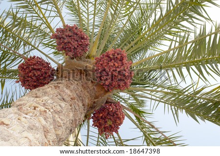 date palm tree clip art. date palm tree fruit. stock