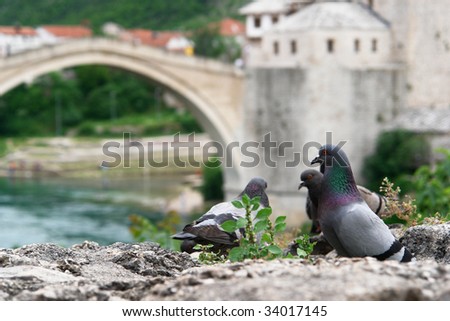 Mostar - Pigeons symbolize valuable peace after bloody Bosnia war.