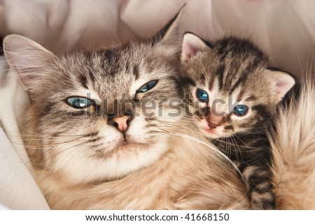 Cat and kitten hugs