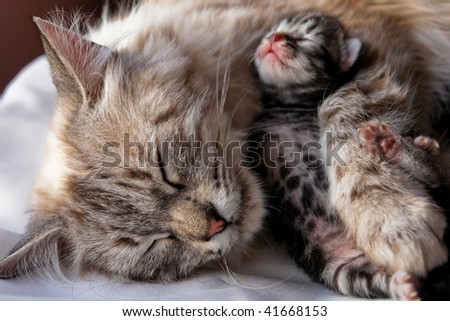 Cat and kitten hugs