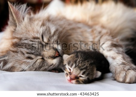 Cat and kitten hug and sleep in compassion