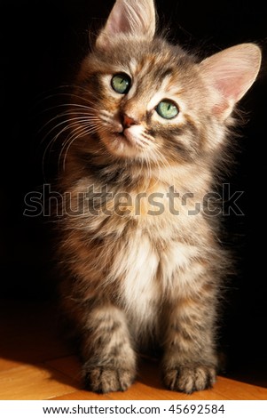 Kitten in natural light - black background