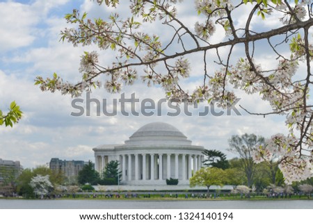 Washington DC in springtime - Cherry blossoms and Jefferson Memorial during Cherry Blossom Festival