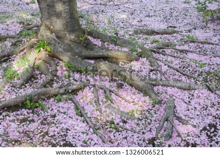 Cherry tree roots covered with cherry blossom petals during Cherry Blossom Festival in Tidal Basin - Washington DC, United States of America