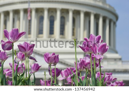 Washington DC, tulips in front of the US Capitol building in spring