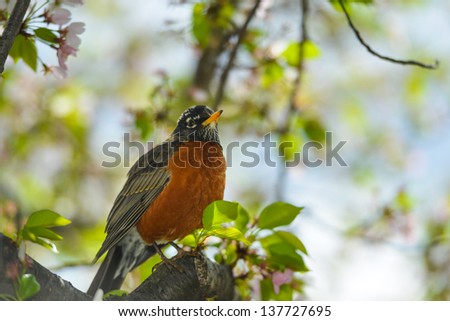 American Robin on a cherry tree in spring