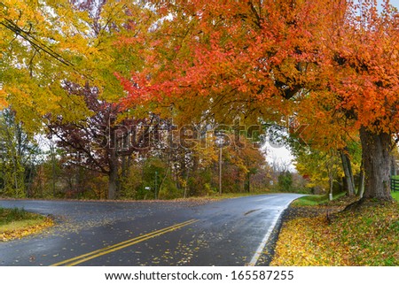 Asphalt road covered with Autumn trees in a rainy day