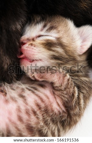 Newborn kitten sleeps
