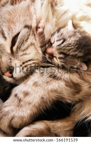Newborn kitten and her mother hugs with compassion