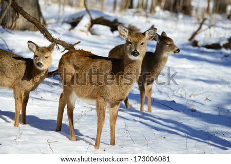 Deer family in snow
