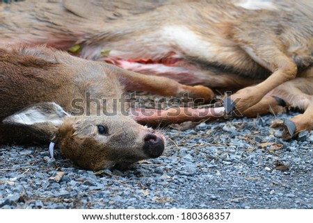 Killed deer by hunters lay on asphalt road