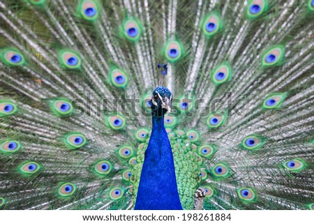 Blue peacock with beautiful feathers wide open