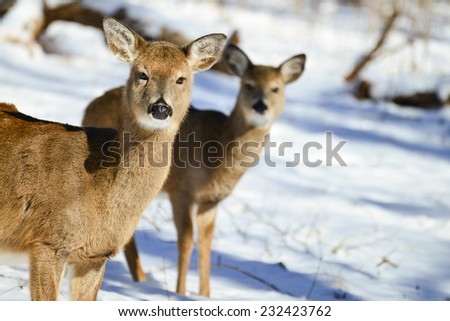 White Tail deer in winter forest