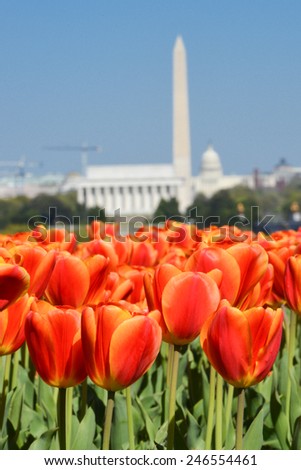 Washington DC skyline with monuments including Lincoln Memorial, Washington Monument and the Capitol in Spring with tulips foreground