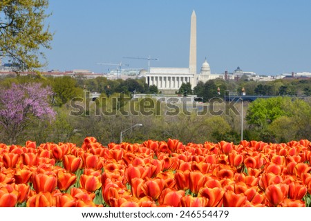 Washington DC skyline with monuments including Lincoln Memorial, Washington Monument and the Capitol in Spring with tulips foreground