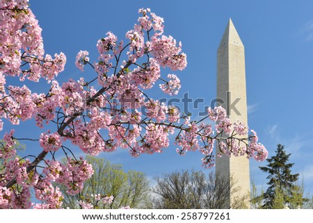 Washington DC in Spring - Cherry Blossoms an Washington Monument