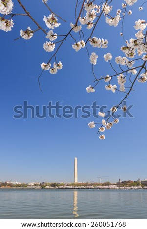 Washington DC in Spring - Cherry Blossoms and Washington Monument