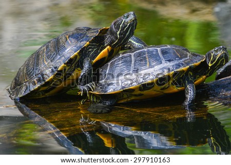 Water turtles in row marching on a log