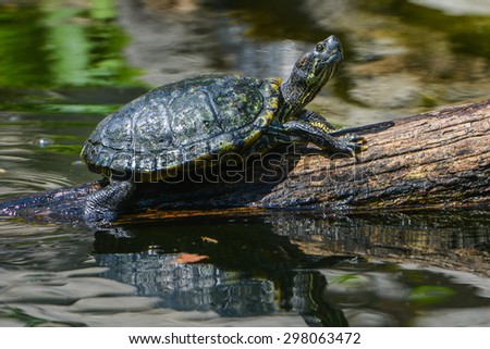 Water turtle marching on a log