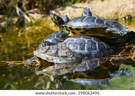 Water turtles in funny bunch