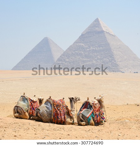 Camels and Giza Pyramids - Cairo, Egypt