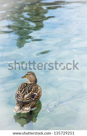 Duck on the lake: a beautiful dabbling duck stands on the lighting system of a lake